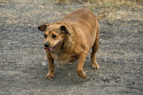 Overweight dog