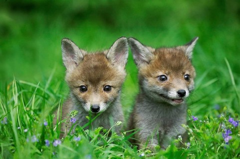 Red Fox (vulpes vulpes), Pup in Long Grass, Normandy
