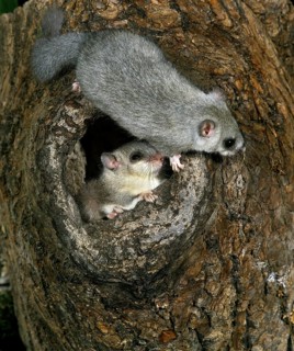 Edible dormouse (glis glis), pair at the nest entrance