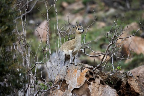 Cliff springer (oreotragus oreotragus), adult on rocks, Hell's Gate Park in Kenya