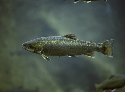 Arctic char (salvelinus alpinus), Arctic char, Red trout, Arctic char, Arctic char, Red trout,