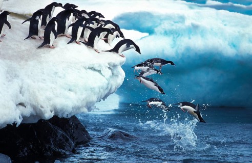 Adelie Penguin (pygoscelis adeliae), group jumps into the sea, Paulet Island in Antarctica