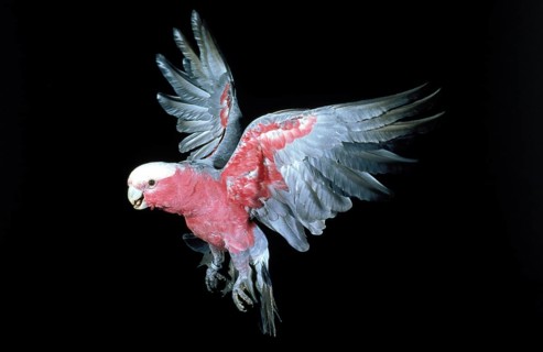 Galah (eolophus roseicapilla), adult in flight against black background