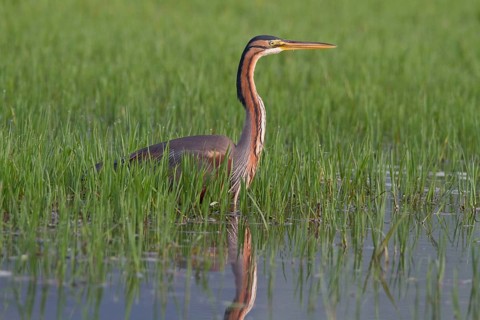 Purple heron (Ardea purpurea), Heron, Greece, Europe