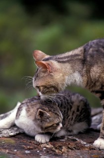 American Wirehaired Domestic Cat, Mother and Kittens