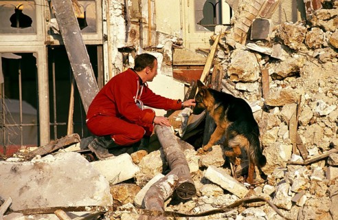German Shepherd Dog at a Disaster Dog Training Course
