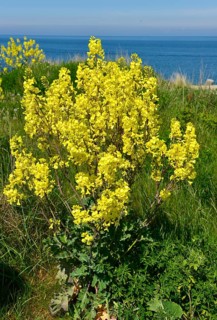 Helgoland cliff cabbage (Brassica oleracea), native Helgoland plant, Schleswig-Holstein, Germany,