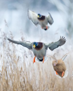 Mallard (Anas platyrhynchos) drake, Lower Saxony, Germany, Europe