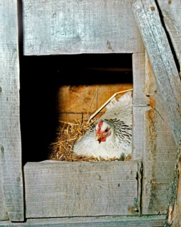 DOMESTIC CHICKEN, NESTING AID FOR CHICKENS