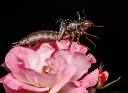 Empty skin of a dragonfly larva on a pink rose