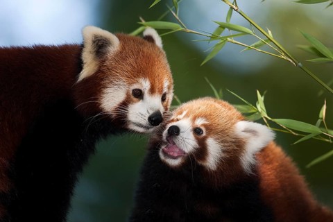 Red Panda (ailurus fulgens), Adults