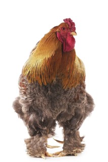 Brahma Perdrix chicken, a breed from India, cock against white background