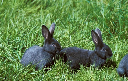 Viennese Blue House Rabbit, on Grass