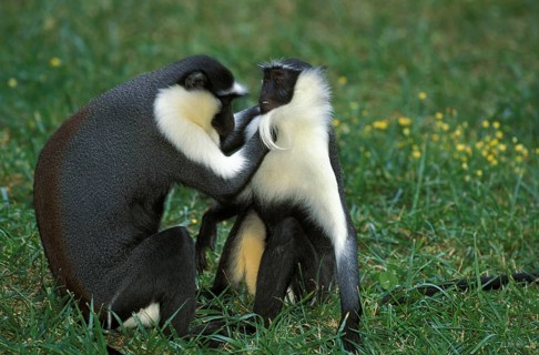 Diana monkey (cercopithecus diana), adult grooming
