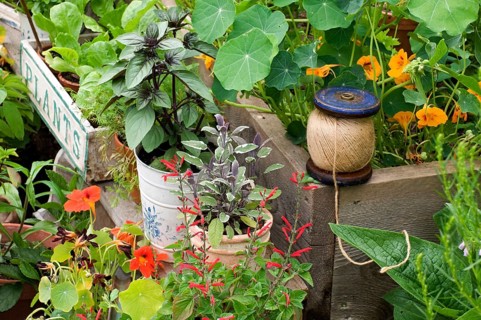 Garden with herbs