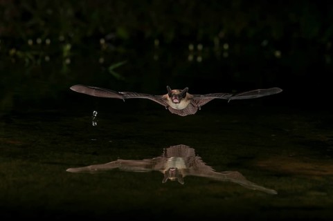 Big Brown Bat (Eptesicus fuscus), Green Valley, Arizona, USA, native to N America, C America,