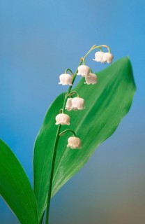 Lily of the valley (Convallaria majalis)