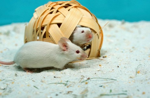 White mice, colour mice