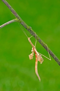 Pink-winged Stick Insect with moulted skin (Sipyloidea sipylus)