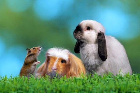Golden hamsters, Coronet guinea pigs and dwarf ram rabbits, domestic rabbits