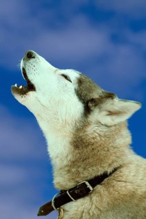 Siberian Husky, howling