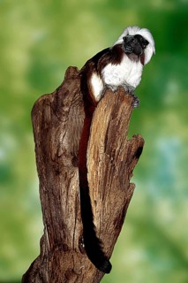 Young Cotton-topped cotton-top tamarin (Saguinus oedipus), Liszt's monkey, juvenile