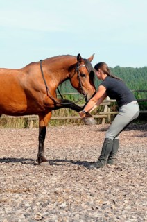Equine physiotherapy, stretching