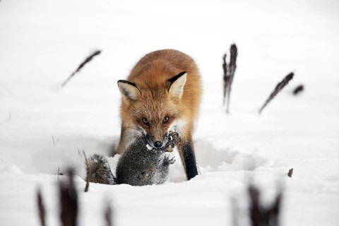 American red fox (Vulpes vulpes fulva) with captured grey squirrel, Montreal, American red fox,