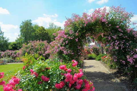 Oberderdingen, Rose Garden, Rose Arch