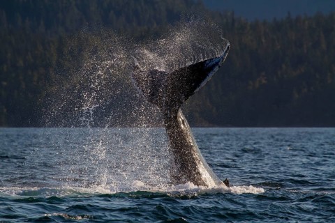 Humpback whale (Megaptera novaeangliae), fluke, Johnstone Strait, British Columbia, Canada, caudal