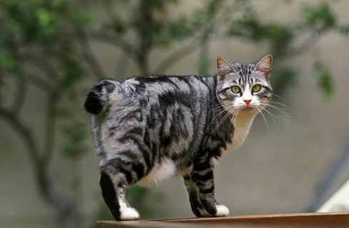 Japanese Bobtail Domestic Cat, adult