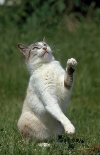 European domestic cat, adult with raised paws