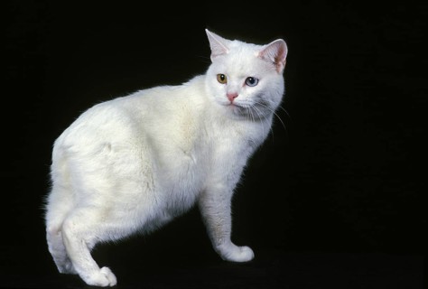 Manx domestic cat, a cat breed withoug tail, adult against black background