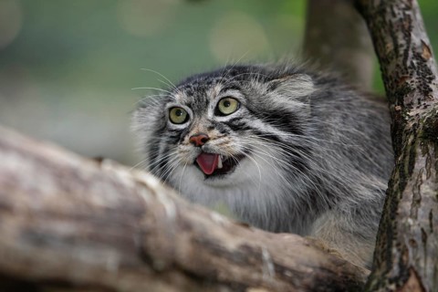 MANUL OR PALLAS'S CAT (otocolobus manul), ADULTY GROWLING