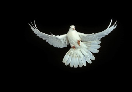 White Dove (columba livia), Adult in Flight against Black Background