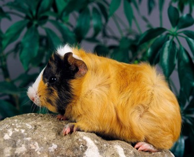 Guinea Pig (cavia porcellus), Adult
