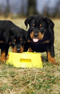 ROTTWEILER DOG, PUPPIES EATING, ONE STICKING TONGUE OUT