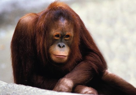 ORANG UTAN (pongo pygmaeus), FEMALE IN A ZOO