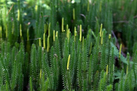 Sprouting club moss (Spinulum annotinum), large stand with formed shoots, Wurzacher Ried nature