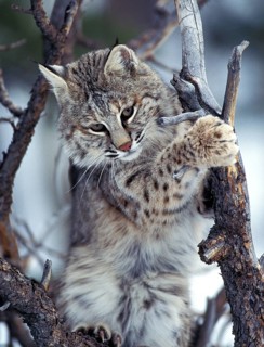 BOBCAT (lynx rufus), ADULT ON DEAD TREE, CANADA