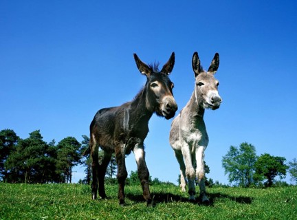 Domestic Donkey and Grey Donkey