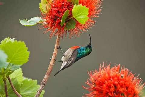 Greater Doublecollared Sunbird, male, at Natal Bottlebrush (Greyia sutherlandii), Hidden Vsalley,