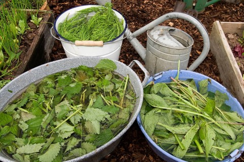Herbal swill with stinging nettle and field horsetail (Equisetum arvense) (Urtica dioica), field