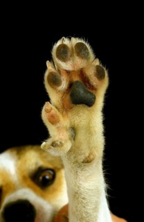 Norvegian Lundehung Spitz, close-up of the paw