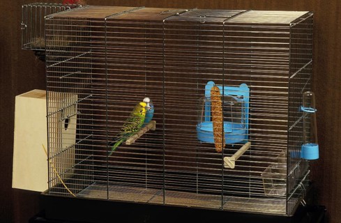 Budgerigar (melopsittacus undulatus), Pair in Cage