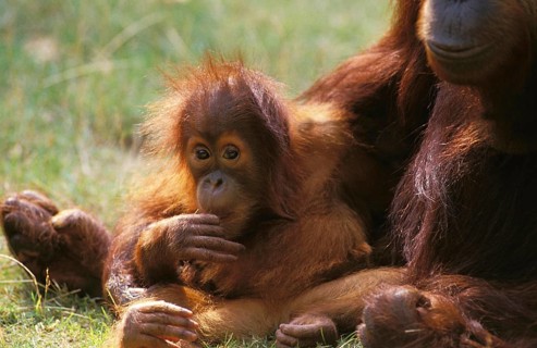 Orang Utan (pongo pygmaeus), Mother with Young