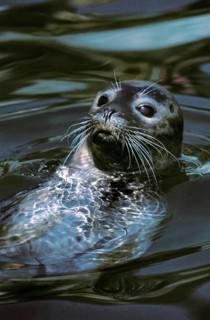 Harbour Seal (phoca vitulina), Adult with Head at Surface