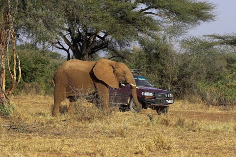 African Elephant (loxodonta africana), Safari in Masai Mara Park, Kenya, Africa