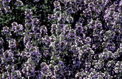 LEMON THYME thymus citriodorus