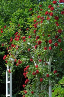 Flowering Baroque in Ludwigsburg, red climbing roses, rose arch, rose garden in Oberderdingen
